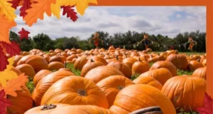 Gulliver’s Valley Yorkshire Pumpkin Patch