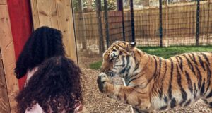 Did You Know: The Zoo at Chessington is home to over 1,000 animals Land of the Tiger at Chessington World of Adventures