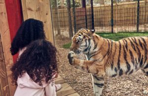 Did You Know: The Zoo at Chessington is home to over 1,000 animals Land of the Tiger at Chessington World of Adventures