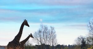 Save up to 39% on a Family Trip to Chessington World of Adventures Resort Chessington Zoo