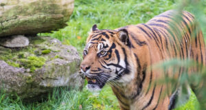 Exclusive 2for1 Flamingo Land Tickets for Leeds United Season Ticket Holders Flamingo Land Zoo