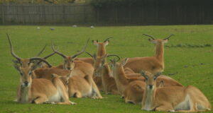 EXPIRED: Save 50% on Flamingo Land Zoo Admission This Winter – Limited Time Offer! Flamingo Land Zoo