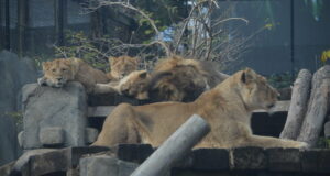 Your Guide to Chessington Zoo: A Wild and Wonderful Adventure! Chessington Zoo