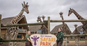 Watch: West Midlands Safari Park Unveils Captivating New TV Advertisement Westmidland Safari Park Announce NEW LOGO and CHANGES Across the Park for 2024