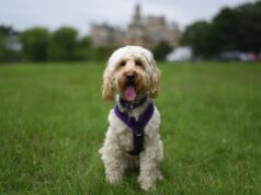 5 Dog-Friendly UK theme parks for Your Next Adventure
