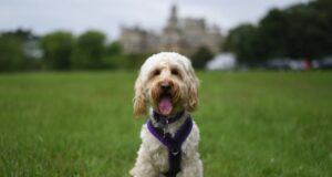 5 Dog-Friendly UK theme parks for Your Next Adventure