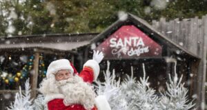 Relaxed Santa Safari Sessions at West Midlands Safari Park Santa Safari at West Midlands Safari Park
