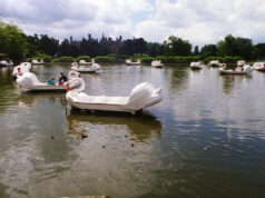 Remembering the Iconic Swan Boats at Alton Towers