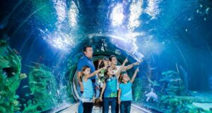Top 5 SEA LIFE Aquariums to Visit in the UK