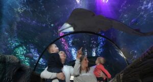 SEA LIFE: Save up to 40% on Midweek Tickets SEA LIFE Blackpool