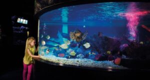 Dive Into a World of Colour: SEA LIFE London’s Colourful Creatures