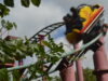 Calling All Passholders – Merlin Holiday Club Exclusive Dragons Fury at Chessington