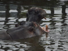 Get Hands-On with Hippos at West Midlands Safari Park’s Incredible VIP Experience
