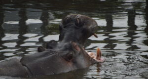Get Hands-On with Hippos at West Midlands Safari Park’s Incredible VIP Experience