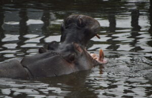Get Hands-On with Hippos at West Midlands Safari Park’s Incredible VIP Experience