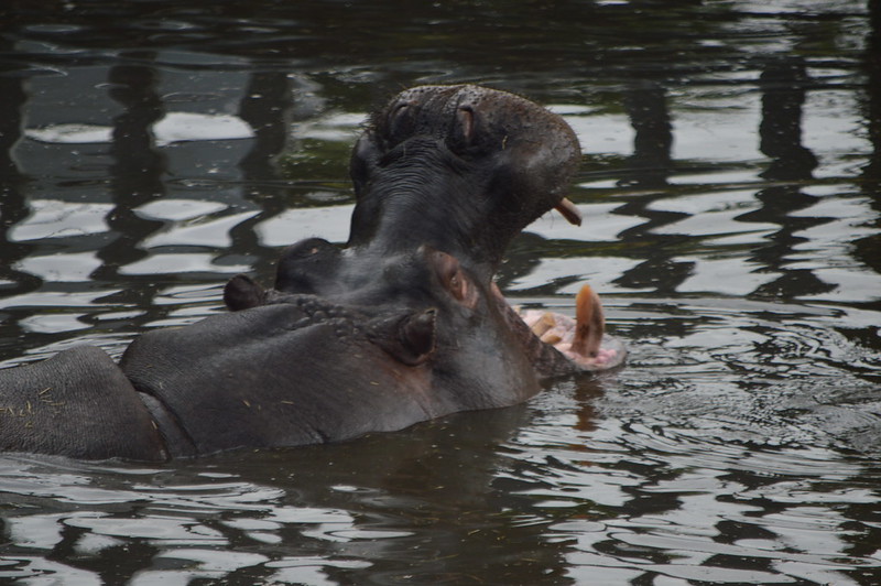 Yawning in the Water