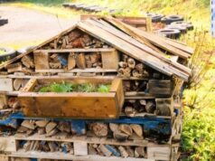 Diggerland Kent Celebrates Sustainability Success with Bronze Wilder Kent Award