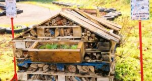 Diggerland Kent Celebrates Sustainability Success with Bronze Wilder Kent Award