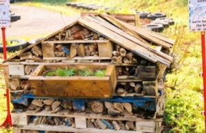 Diggerland Kent Celebrates Sustainability Success with Bronze Wilder Kent Award