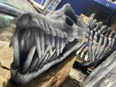 NEW for 2026: Jurassic Underwater World Coming to SEA LIFE Blackpool Large prehistoric-looking skull with long, sharp teeth displayed in a museum exhibit among rocky props and display cases behind it, resembling a carnivorous dinosaur jaw.