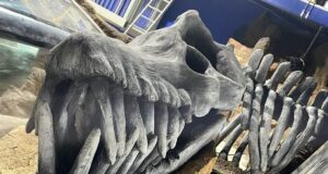 NEW for 2026: Jurassic Underwater World Coming to SEA LIFE Blackpool Large prehistoric-looking skull with long, sharp teeth displayed in a museum exhibit among rocky props and display cases behind it, resembling a carnivorous dinosaur jaw.