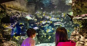 Midweek Madness at SEA LIFE – Tickets From Just £13 This Summer! Two children stand at an underwater viewing tunnel, watching colorful fish swim among rocks in a large aquarium.