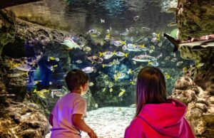 Midweek Madness at SEA LIFE – Tickets From Just £13 This Summer! Two children stand at an underwater viewing tunnel, watching colorful fish swim among rocks in a large aquarium.