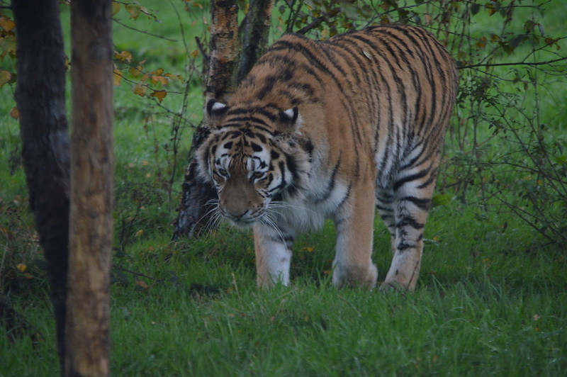 Knowsley Safari