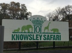 Knowsley Safari Tickets From £16.50 – Save on Your Next Family Day Out