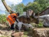 New Dinosaur Residents Arrive at West Midland Safari Park