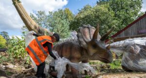 New Dinosaur Residents Arrive at West Midland Safari Park